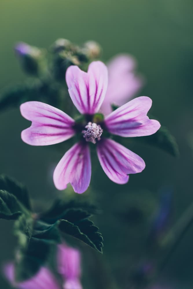 Vibrant Purple Flower by Javier Pardina — canvas wall art
