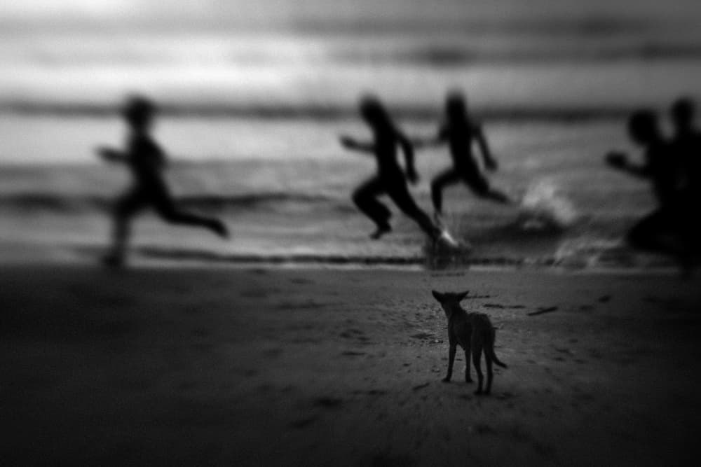 Lone Dog Beach Run by Suhandi Jitir — canvas wall art