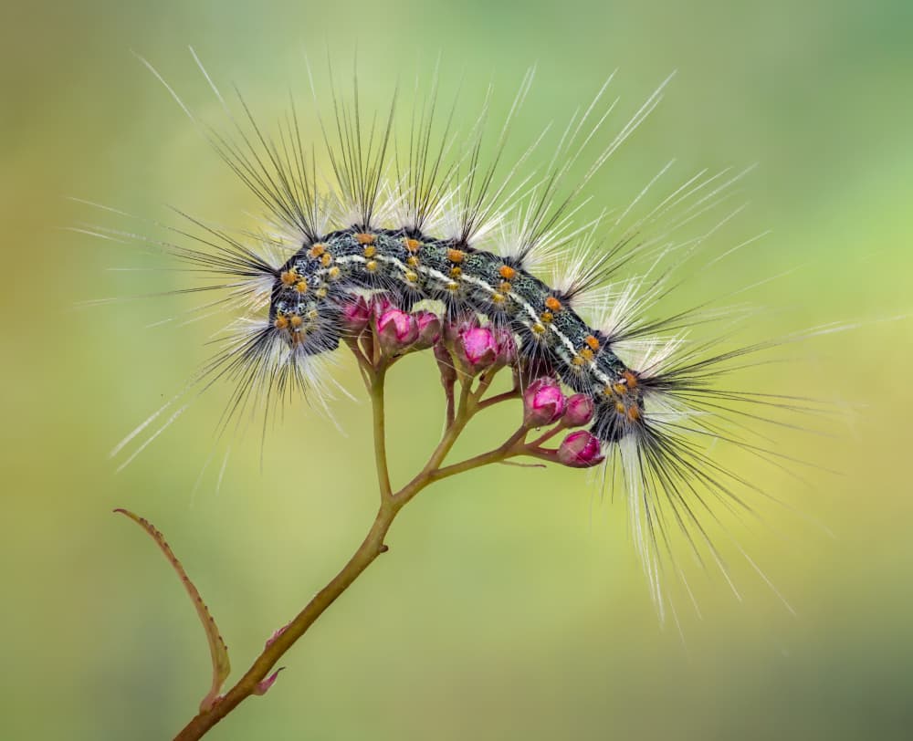 Fuzzy Caterpillar Pink Buds by Atul Saluja — canvas wall art