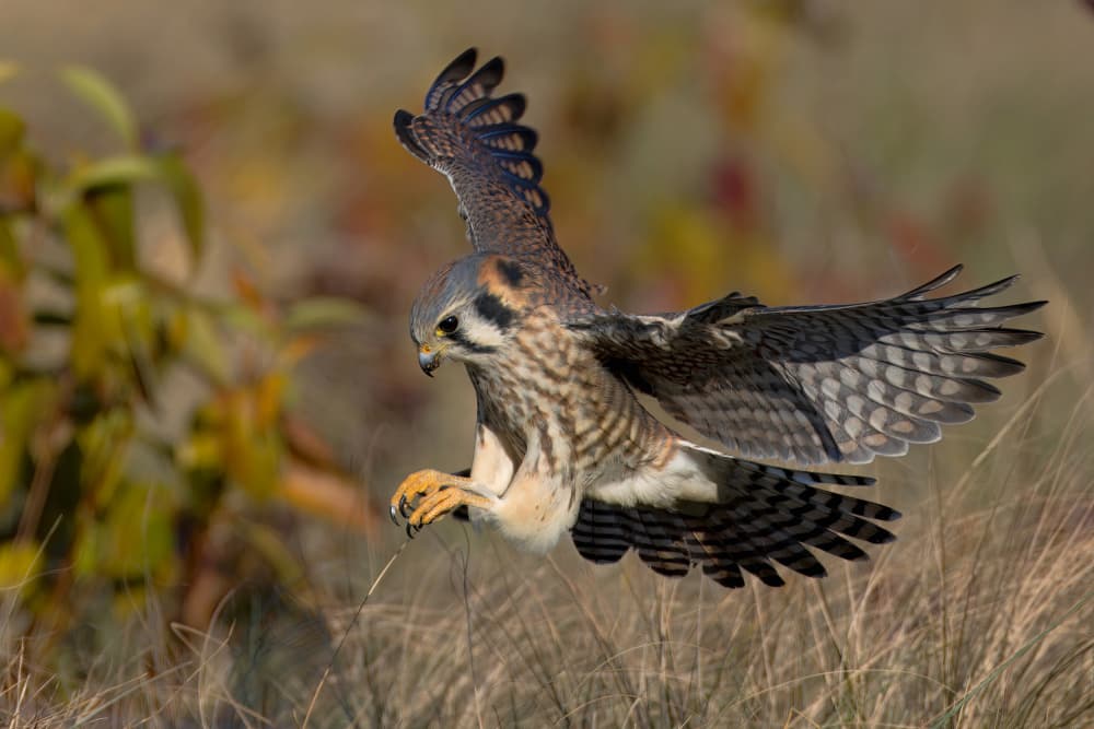Kestrel Hunting Descent by Gavin Lam — canvas wall art