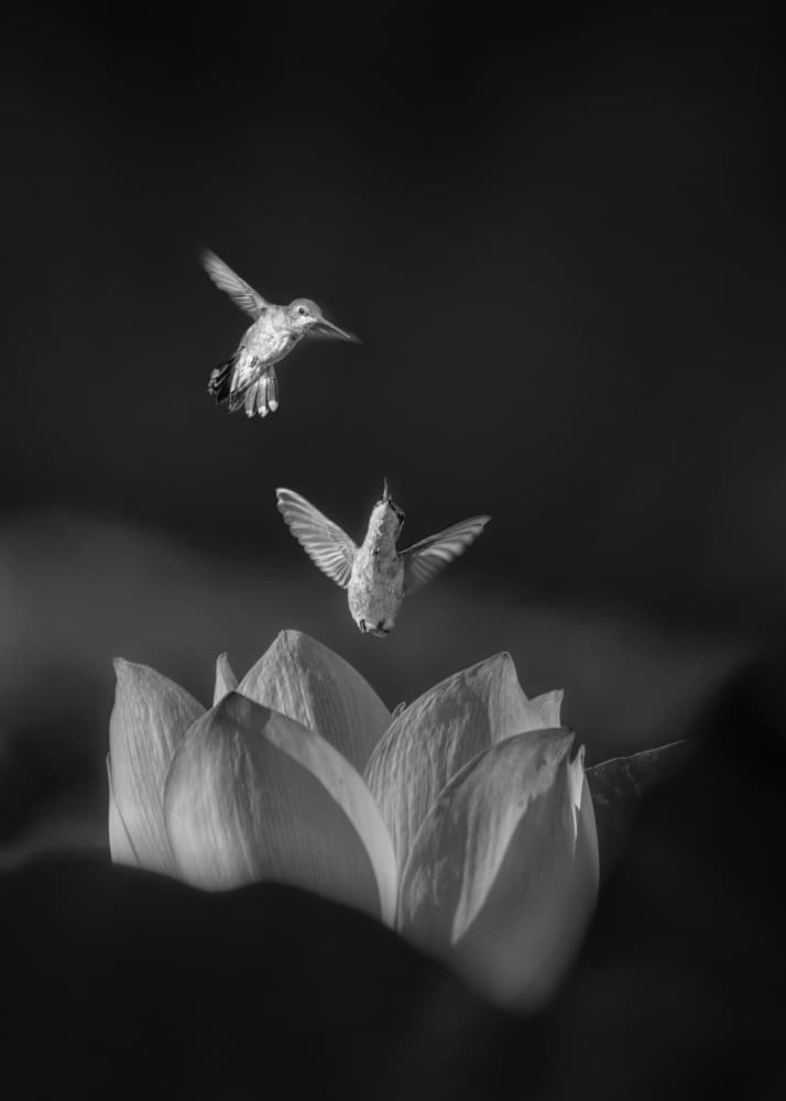 Hummingbirds Over Lotus Bloom by Joan Zhang — canvas wall art