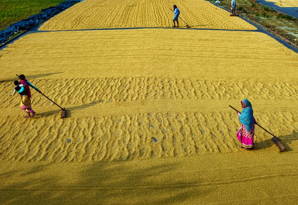 Women Drying Rice by Ajit Kumar Majhi — canvas wall art