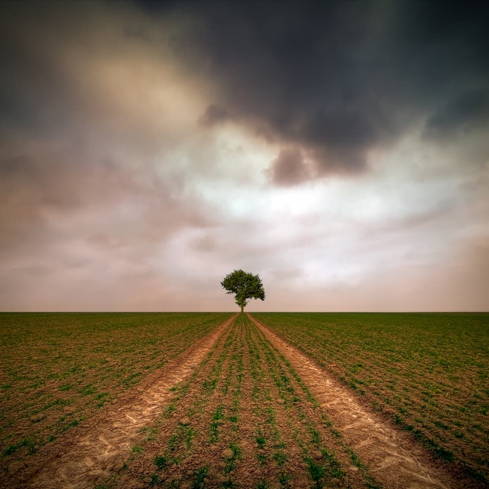 Lone Tree Field Path by Piotr Krol (Bax) — canvas wall art