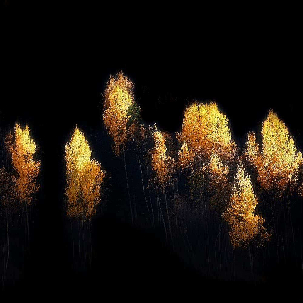 Illuminated Golden Trees by Mozart Chan — canvas wall art