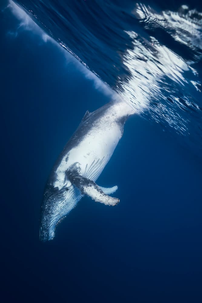 Humpback Whale Under Water by Barathieu Gabriel — canvas wall art