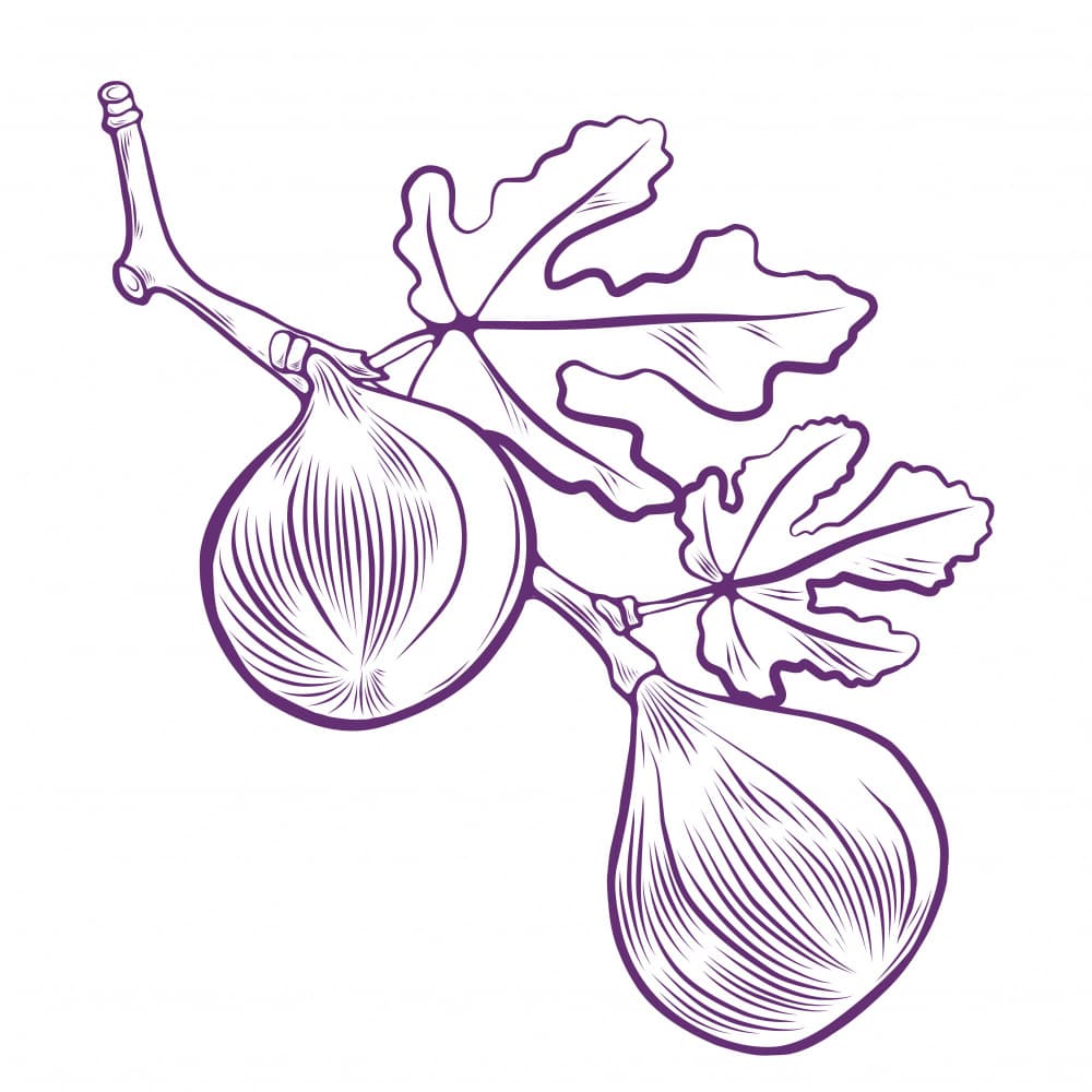Purple Fig Branch by Nataliia Timkova — canvas wall art