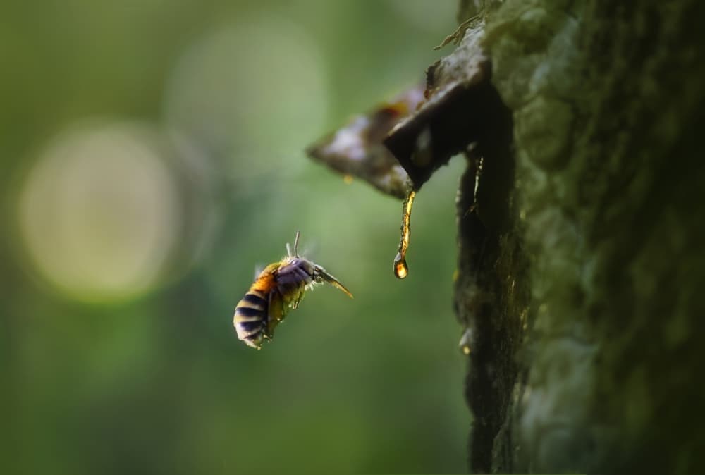 Flying Bee Golden Drop by Fahmi Bhs — canvas wall art