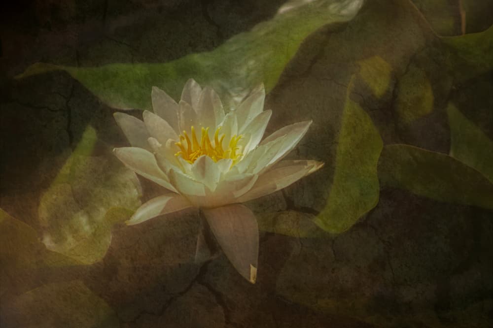 Tranquil Water Lily by Marie-anne Stas — canvas wall art