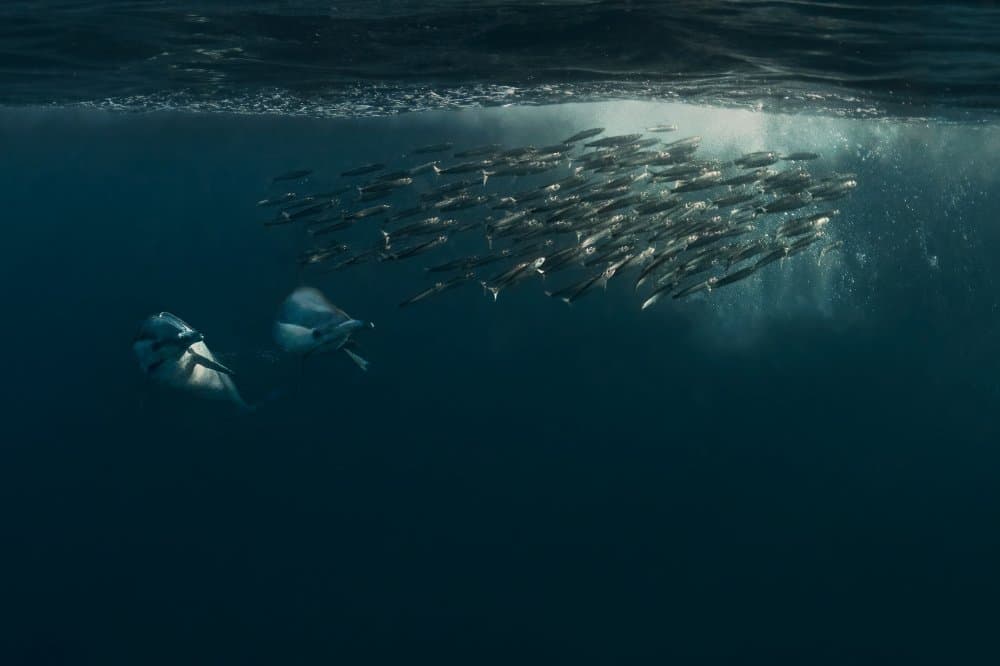 Manta Rays And Bait Ball by Jennifer Lu — canvas wall art