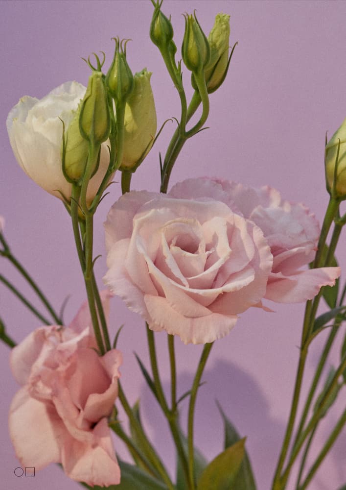 Soft Pink Blossoms by Marianne Bassil — canvas wall art