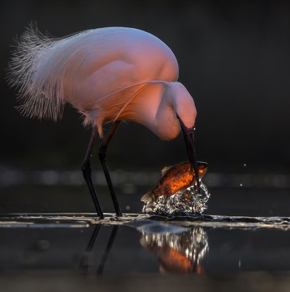 Egret Catches Glowing Fish by MIN LI — canvas wall art