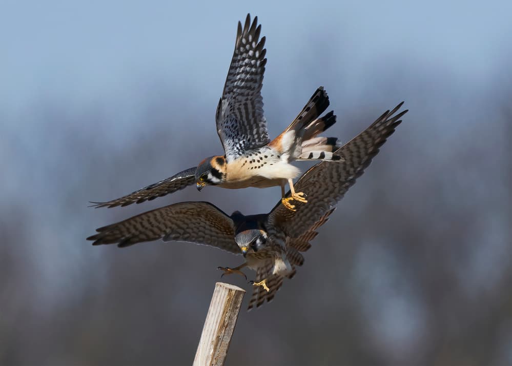 American Kestrels Dynamic Flight by Johnny Chen — canvas wall art