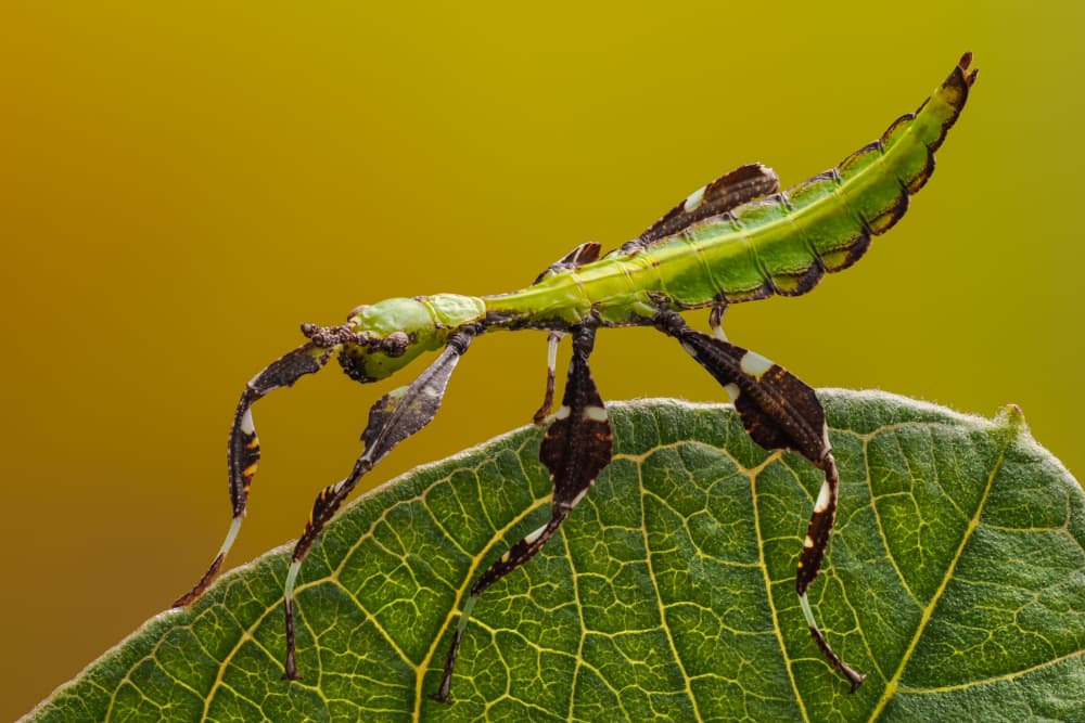 Camouflaged Leaf Insect by Phat Dao Tan — canvas wall art