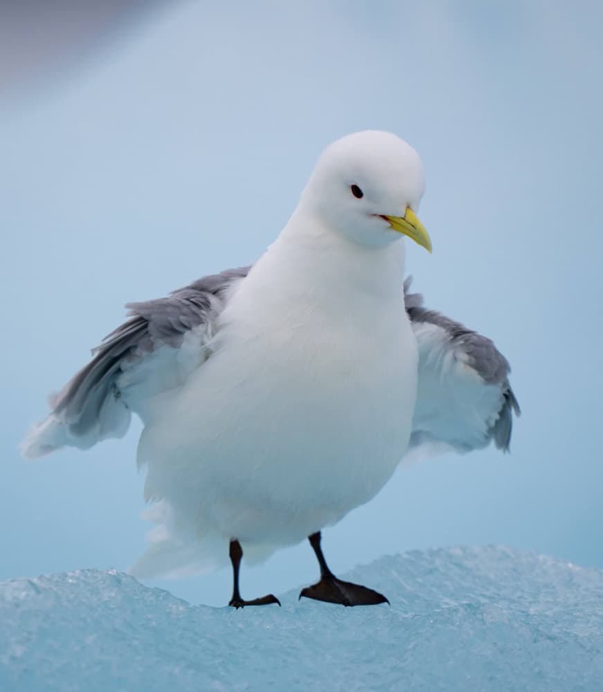 Arctic Gull on Ice by Manish Nagpal — canvas wall art