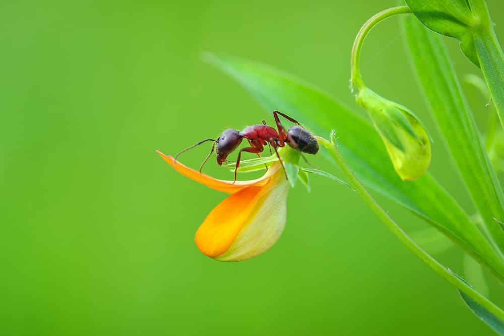 Red Ant on Orange Flower by Mustafa öztürk — canvas wall art