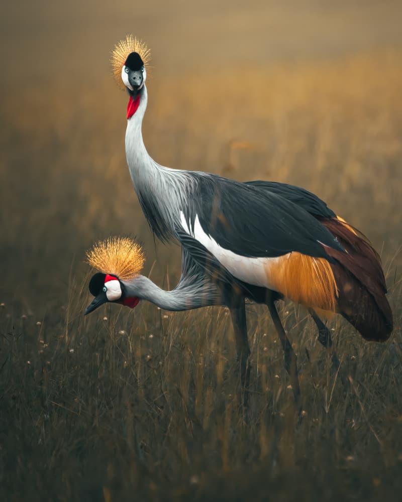 Majestic Crowned Cranes by Ahmed Sobhi — canvas wall art