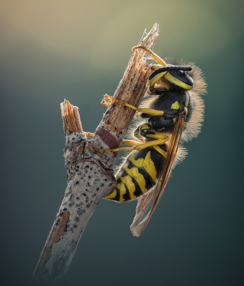 Fuzzy Wasp on Branch by Atul Saluja — canvas wall art