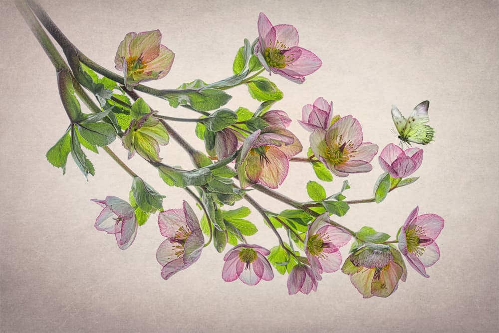 Ethereal Hellebore Butterfly by Lydia Jacobs — canvas wall art