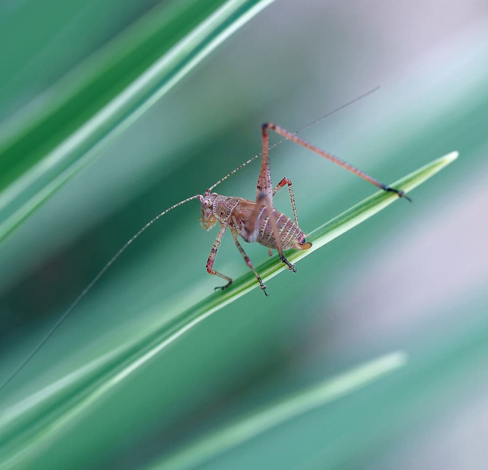 Katydid on Green Leaf by Thierry Dufour — canvas wall art