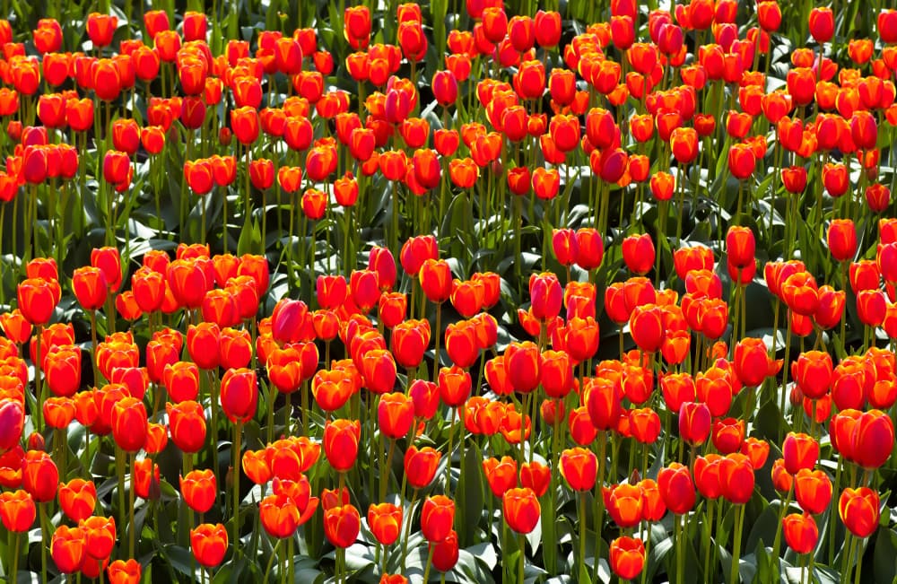 Vibrant Red Tulips by Geertjan Plooijer — canvas wall art