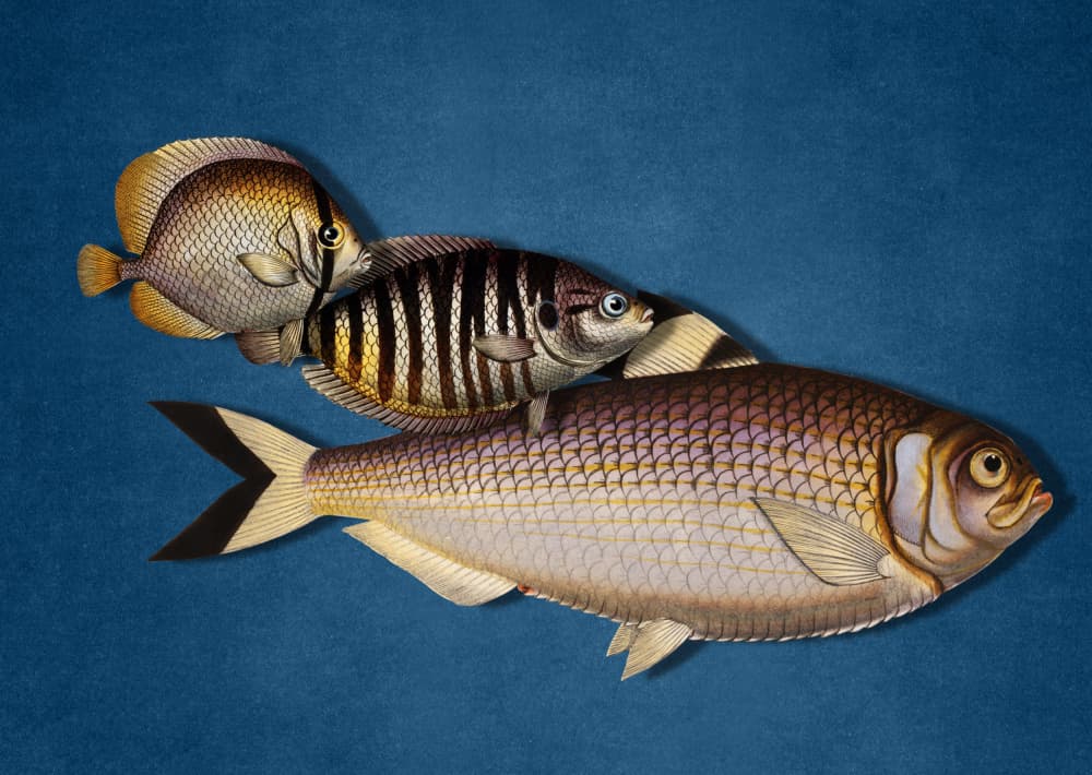 Three Swimming Fish by Marja van den Hurk — canvas wall art