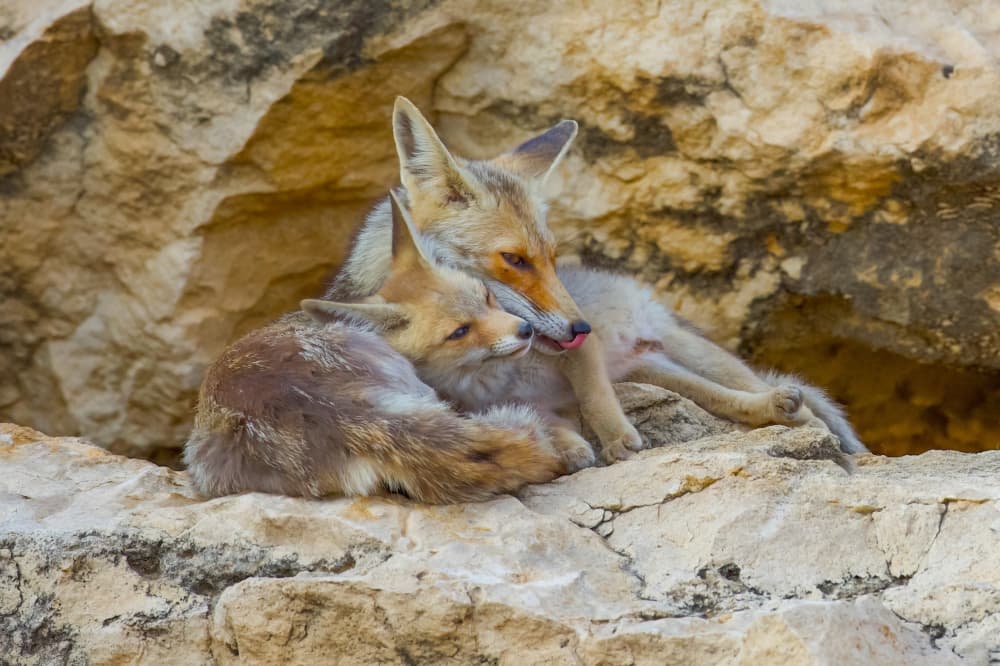Sweet Fox Family by David Manusevich — canvas wall art