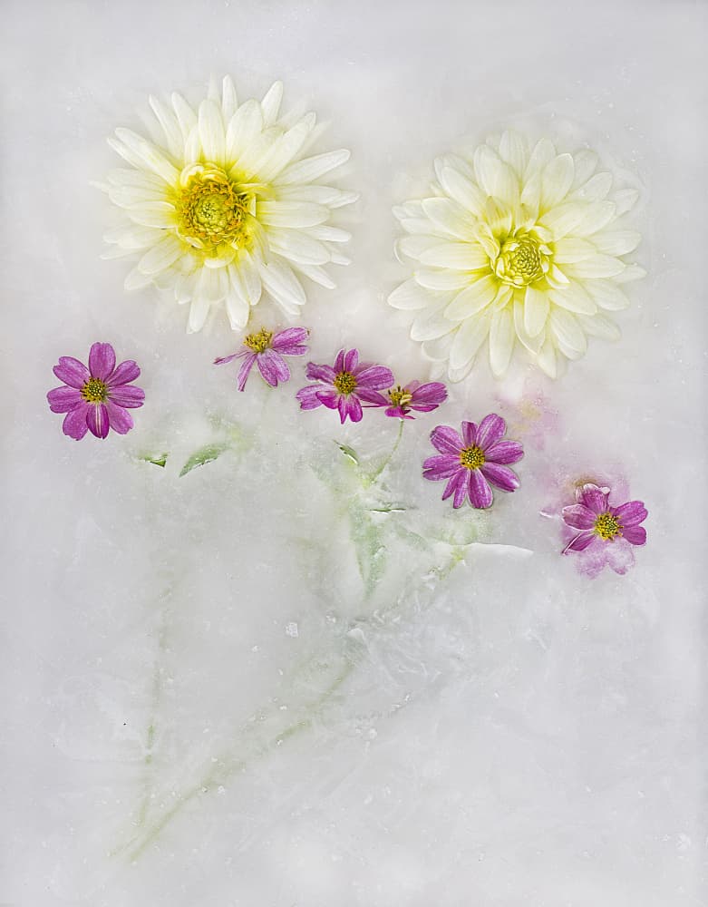 Frozen Flowers Bloom by Pedro Uranga — canvas wall art