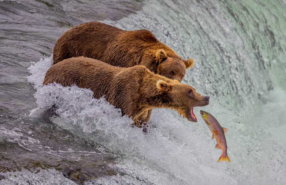 Grizzly Salmon Catch by Ning Lin — canvas wall art