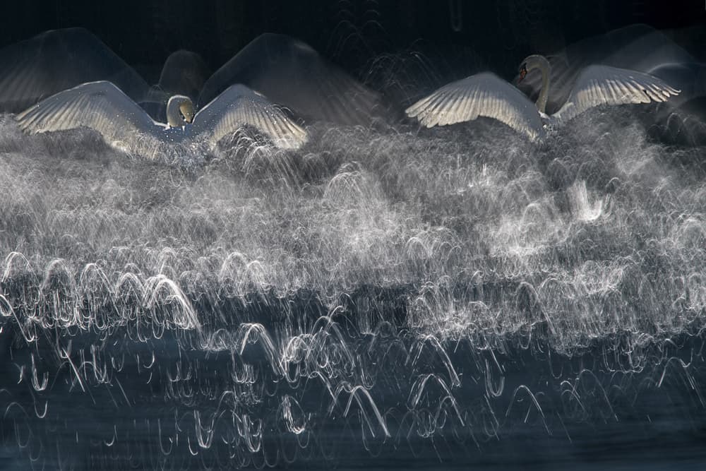Ethereal Swan Flight by Milan Malovrh — canvas wall art