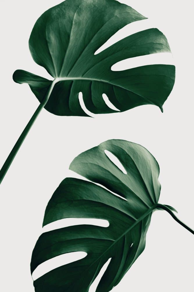 Tropical Monstera Leaves by Pictufy Studio III — canvas wall art