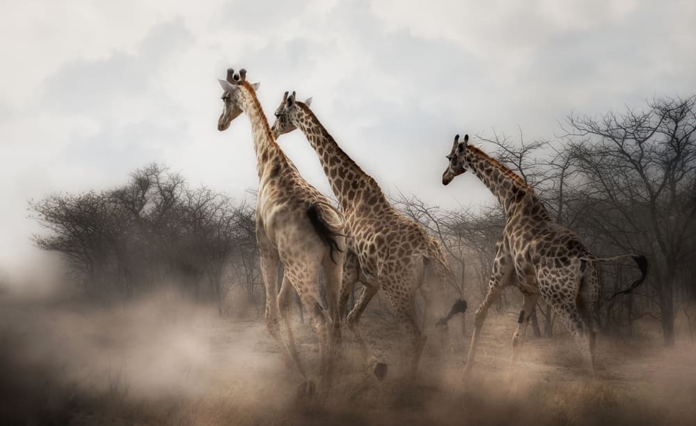 Wild Giraffes In Motion by Charlaine Gerber — canvas wall art