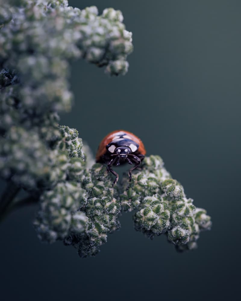 Vivid Ladybug On Plant by Magnus Renmyr — canvas wall art