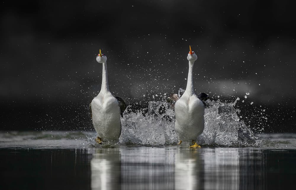 Egrets Water Dance by Jennifer Lu — canvas wall art