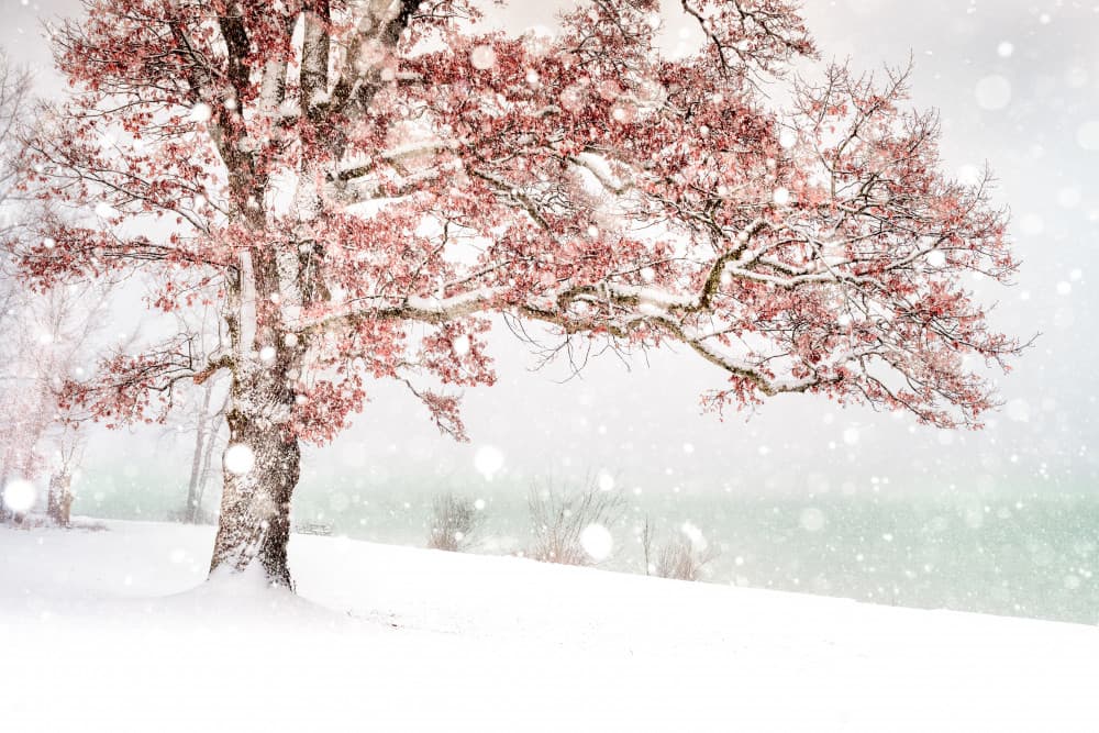 Winter Red Leaves Snow by Ulrike Eisenmann — canvas wall art