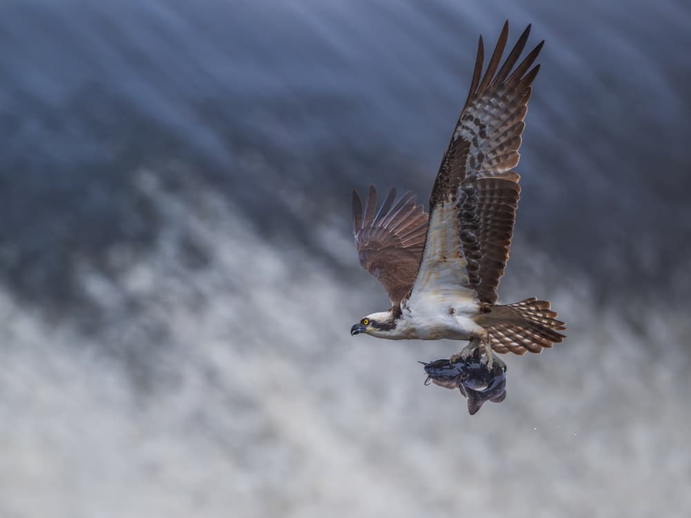 Osprey by Xiaobing Tian — canvas wall art
