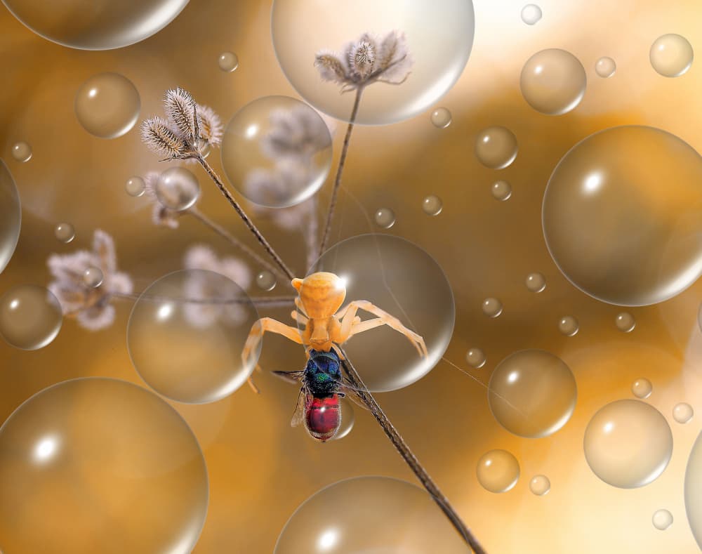 Golden Bubble Spider by Thierry Dufour — canvas wall art