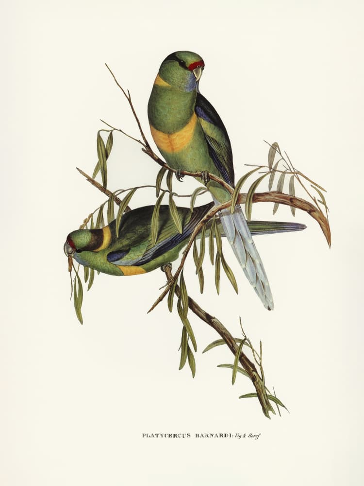 Black Tailed Parakeet by Elizabeth and John Gould — canvas wall art