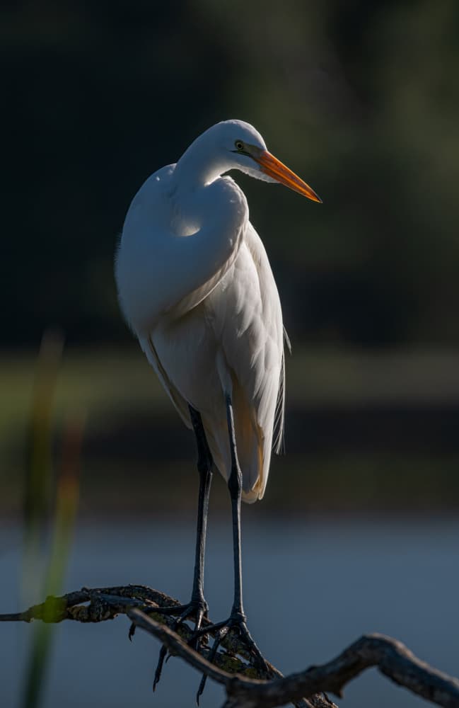 Majestic White Egret by Johnson Huang — canvas wall art
