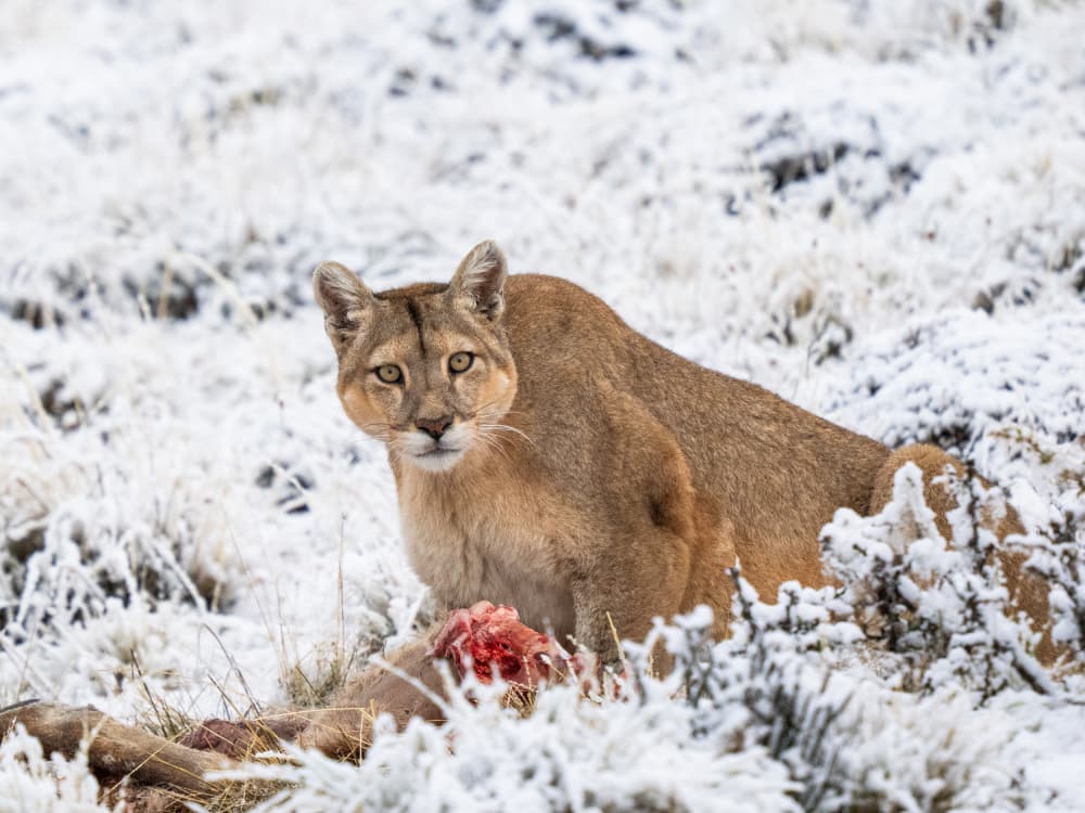 Intense Winter Puma by Rajat Dhesi — canvas wall art