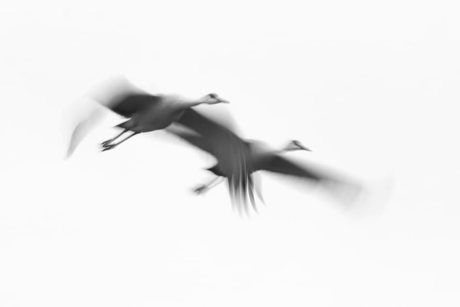 Graceful Crane Flight by John Fan — canvas wall art