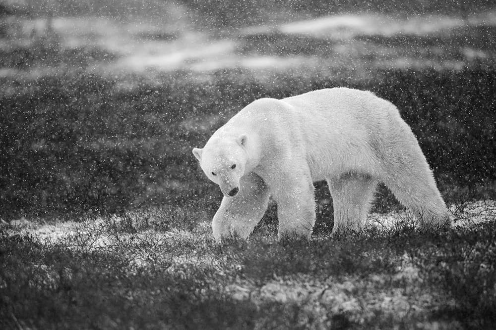 Polar Bear Winter Snowfall by Marco Pozzi — canvas wall art