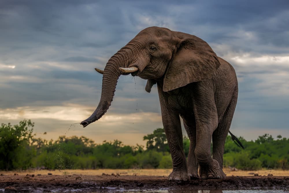 Elephant at Waterhole by Jun Zuo — canvas wall art