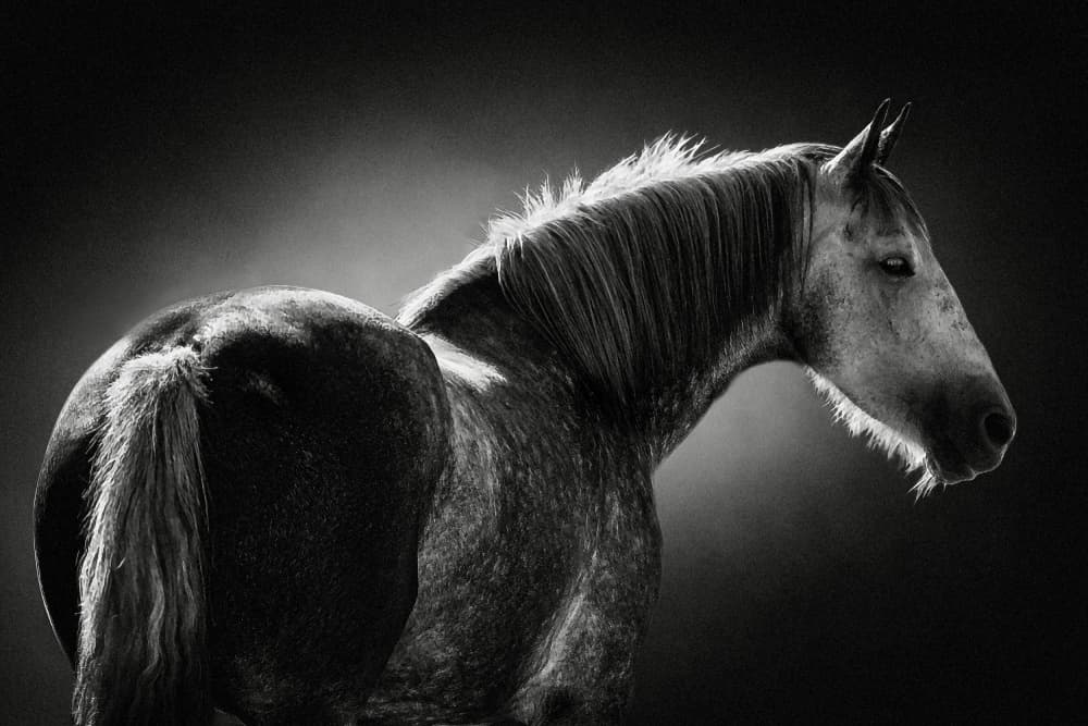 Glowing Horse Profile by Frank Ma — canvas wall art