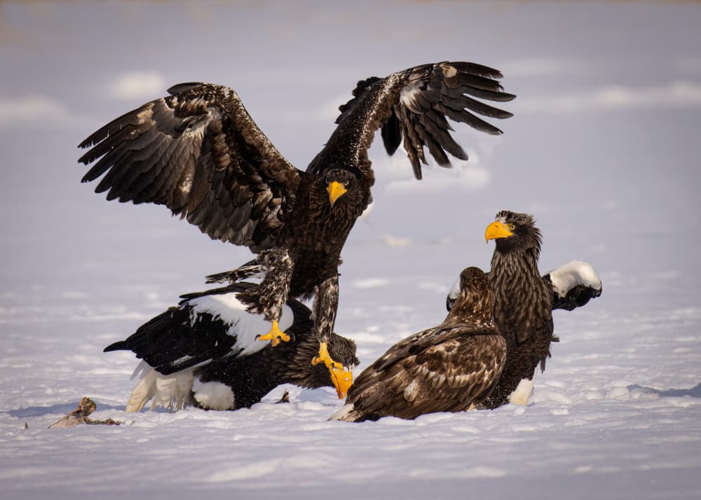 Eagles Fighting in Snow by Dennis Zhang — canvas wall art