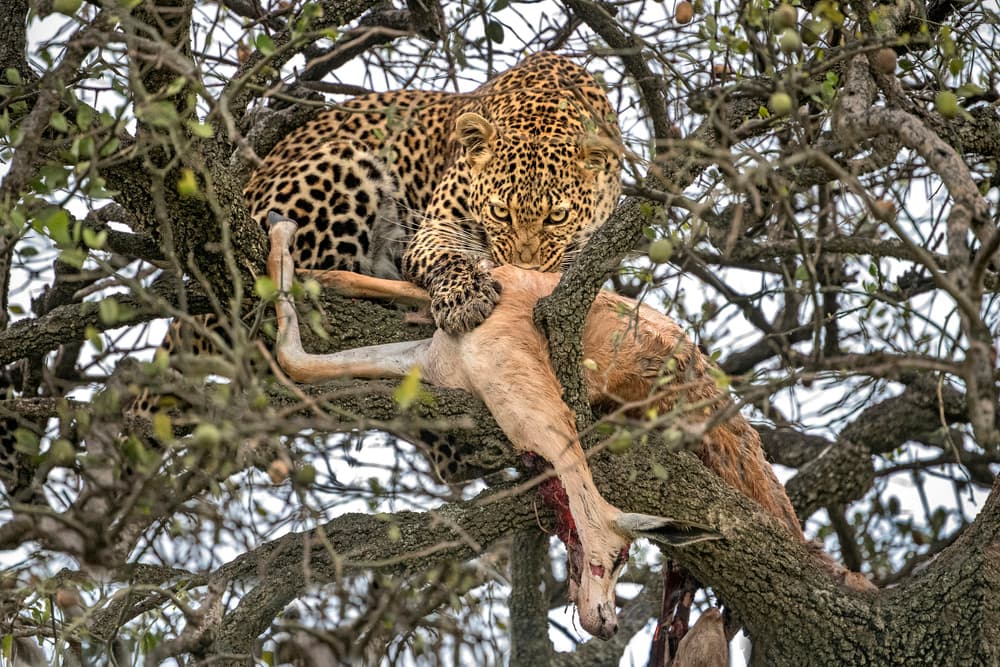 Leopard's Tree Feast by Xavier Ortega — canvas wall art