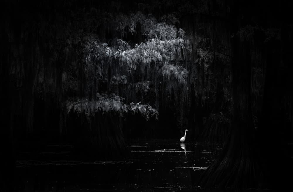 White Bird Dark Water by Yanny Liu — canvas wall art
