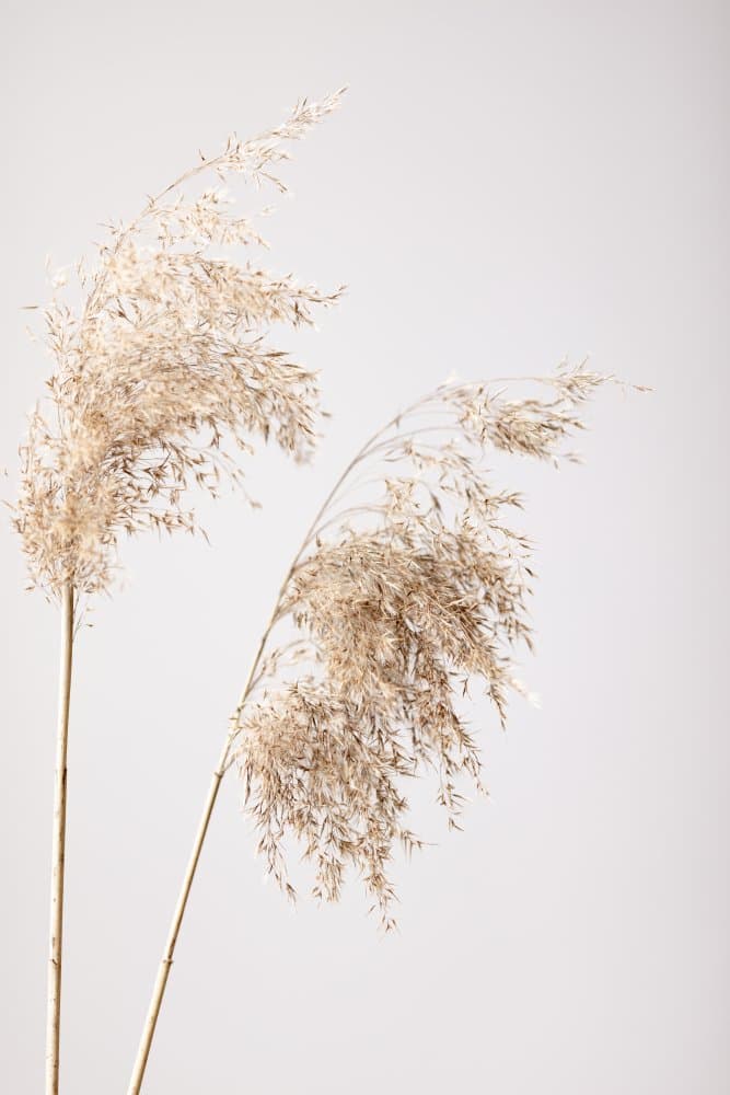 Soft Pampas Stems by Pictufy Studio III — canvas wall art