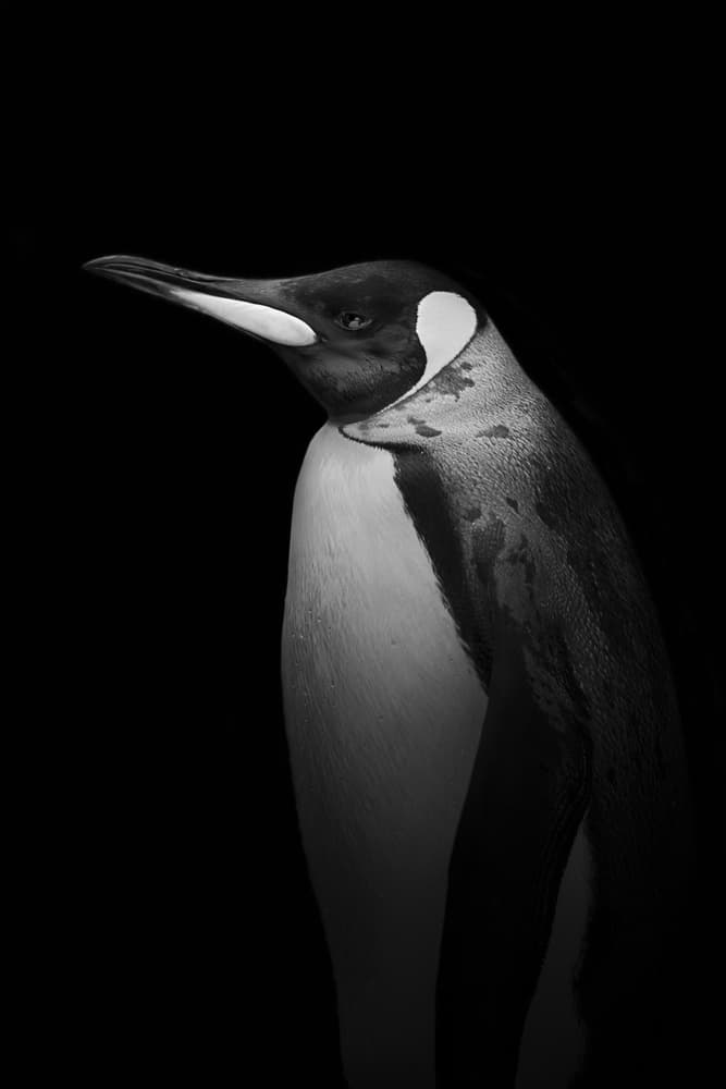 Majestic Emperor Penguin by Alex Zhao — canvas wall art