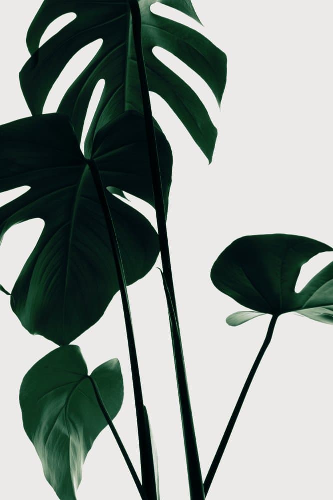 Monstera Green Leaves by Pictufy Studio III — canvas wall art