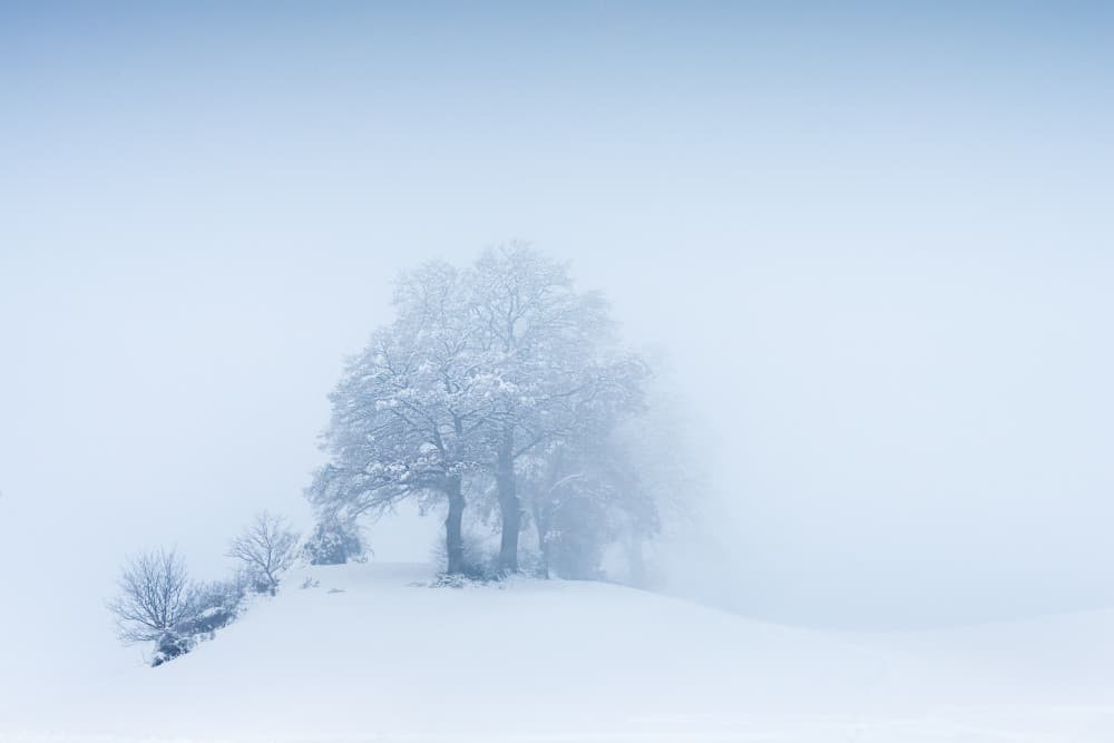 Misty Winter Trees by Ulrike Eisenmann — canvas wall art